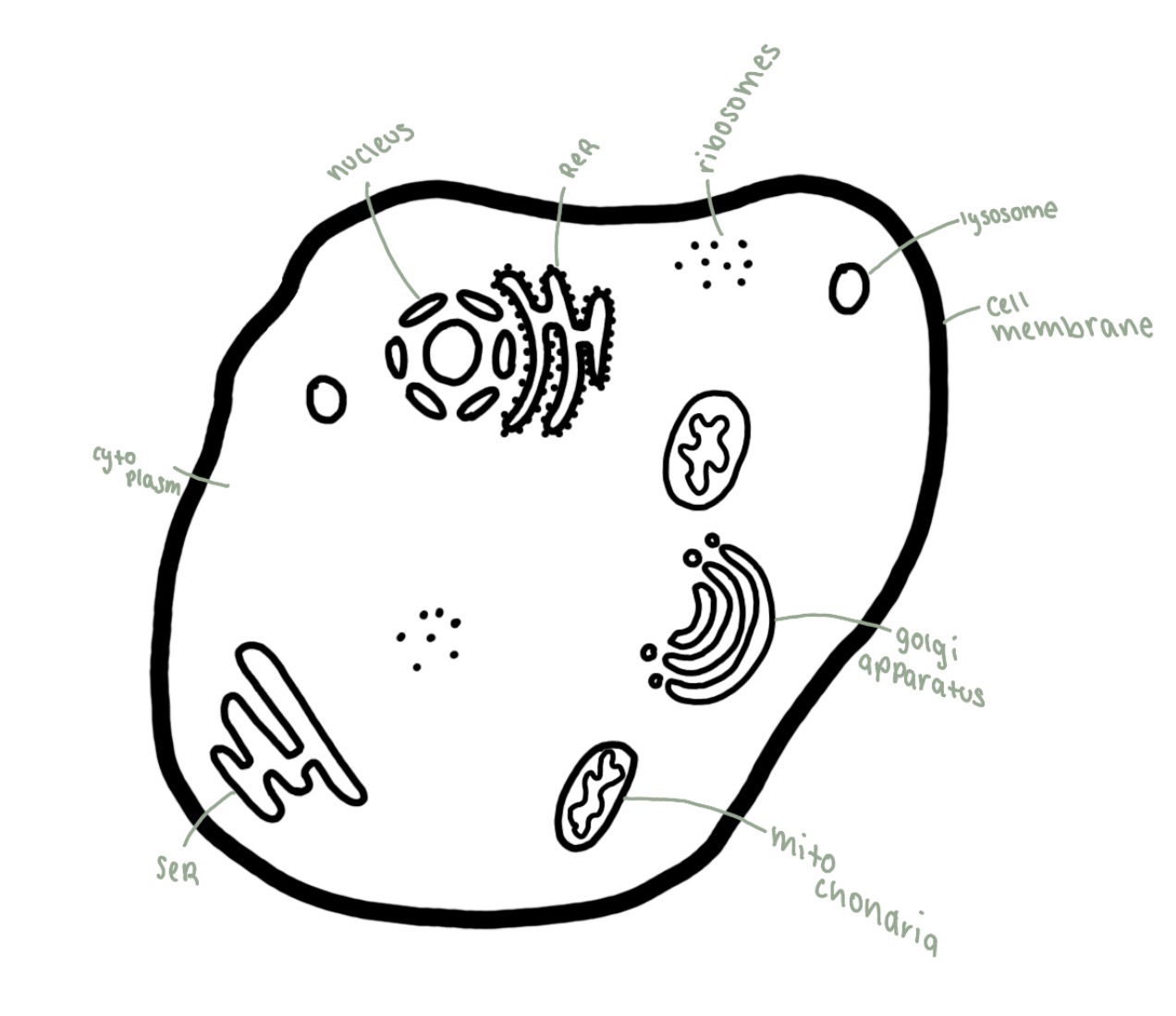knowt flashcard image