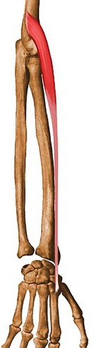 Dorsal surface of the base of the 2nd metacarpal bone, radial side