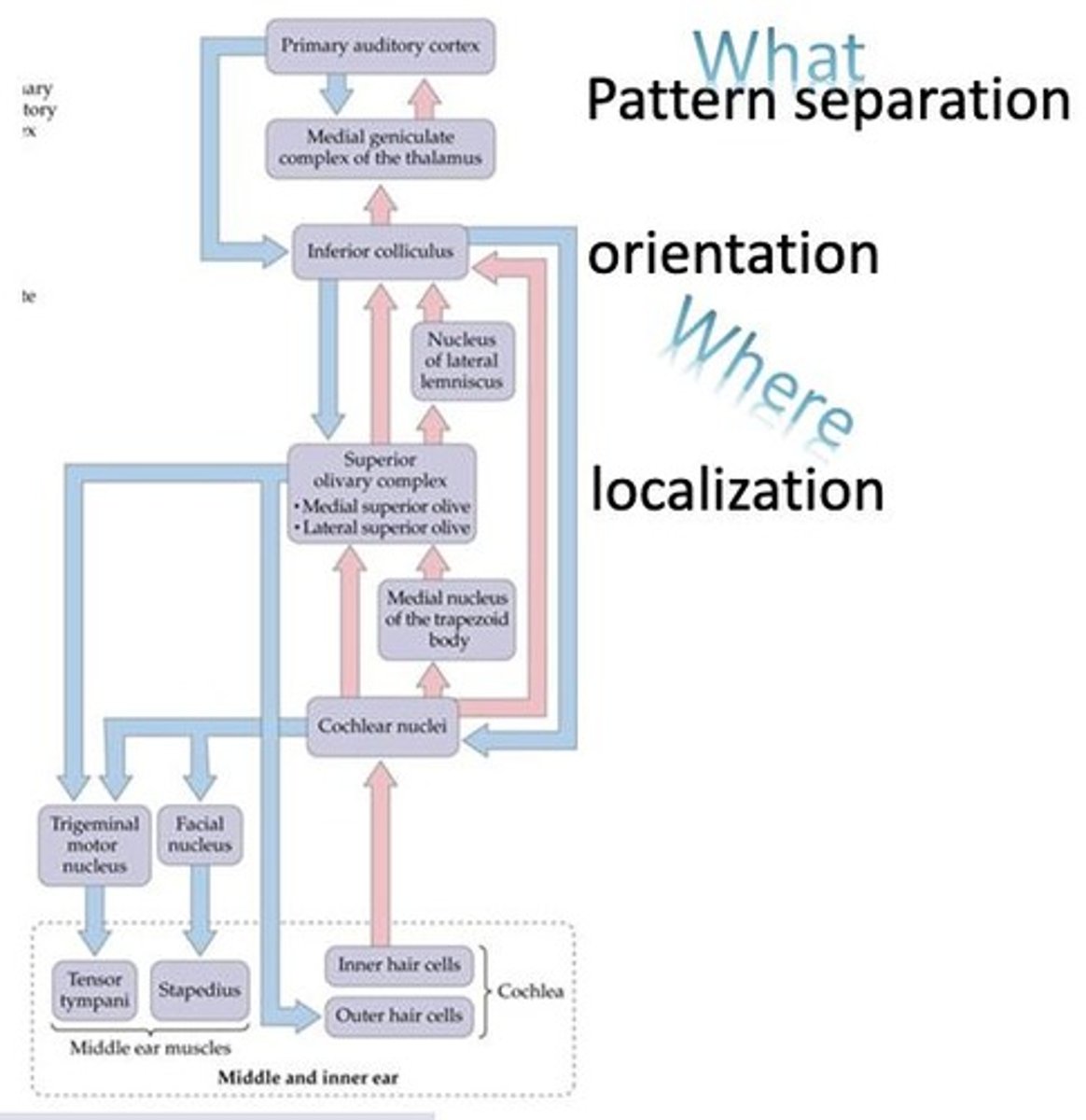 <p>The area in the cerebral cortex that processes auditory information, located in Heschl's gyrus.</p>
