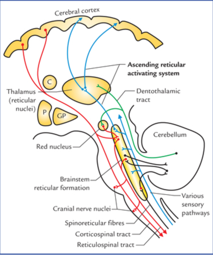 <p>Reticular formation nuclei</p>