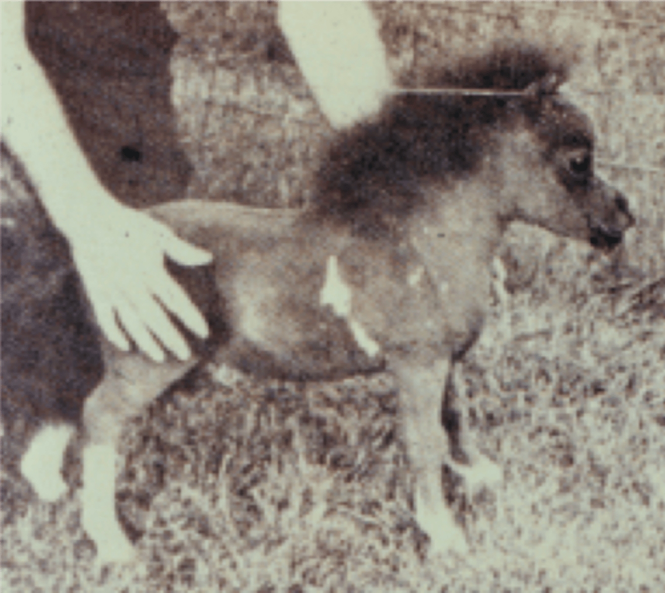 <p>- Maximum Height 34in.</p><p>- No specific breeds, all color variations</p><p>- Good temperament</p><p>- Expensive</p><p>- Used as pets & in circuses</p>