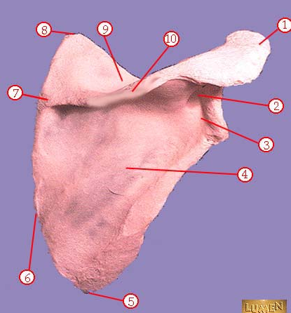 <p><span>Identify bone marking number 10.</span></p>
