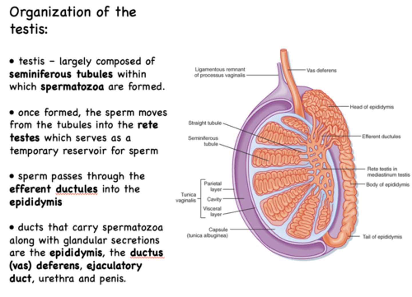 <p>- Epididymis</p><p>- Ductus (vas) deferens</p><p>- Ejaculatory duct</p><p>- Urethra</p><p>- Penis</p>