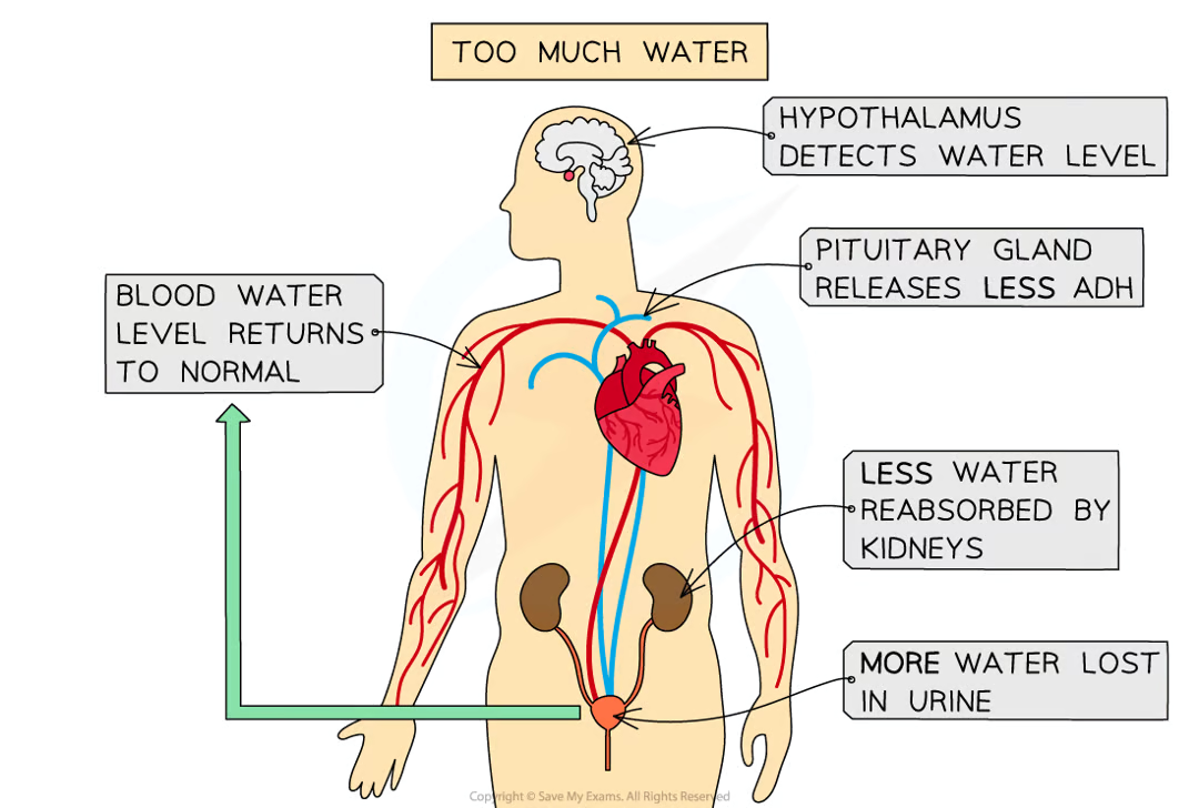 <ul><li><p>water reabsorption happens along nephron tubules in kidneys - important for osmoregulation</p></li><li><p>control of water reabsorption by tubules is example of negative feedback e.g. if water content of blood is too high, less water reabsorbed, if too low, more water reabsorbed - <strong>controlled by ADH</strong></p></li><li><p>changes in water level of blood detected by hypothalamus, sends signal to pituitary gland</p></li><li><p>pituitary gland changes how much ADH released</p></li><li><p>ADH affects permeability of tubules to water</p></li><li><p>if water content of blood too high:</p><ul><li><p>pituitary gland releases less ADH, so less water is reabsorbed in collecting ducts as they become less permeable to water</p></li><li><p>kidneys produce large volume of dilute urine</p></li></ul></li><li><p>if water content in blood too low:</p><ul><li><p>pituitary gland releases more ADH which leads to more water being reabsorbed in ducts as ducts are more permeable to water</p></li><li><p>kidneys produce small volume of concentrated urine</p></li></ul></li></ul><p></p>