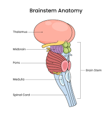 <p>THE BRAINSTEM - </p><p>Alertness, basic survival functions, Breathing, heartrate, blood pressure</p><p></p><p>Medulla (oblongata) </p><ul><li><p>the long chunk</p></li><li><p>controls refelxes, heart and breathing rate</p></li></ul><p>Pons </p><ul><li><p>links the medulla and the thalamus</p></li><li><p>sleep and arousal (as in) </p></li><li><p>if damaged = impaired alertness and disrupted sleep</p></li></ul><p>cerebellum </p><ul><li><p>the “other big chunk</p></li><li><p> motor coordination, balance, fine motor skills</p></li></ul><p></p>