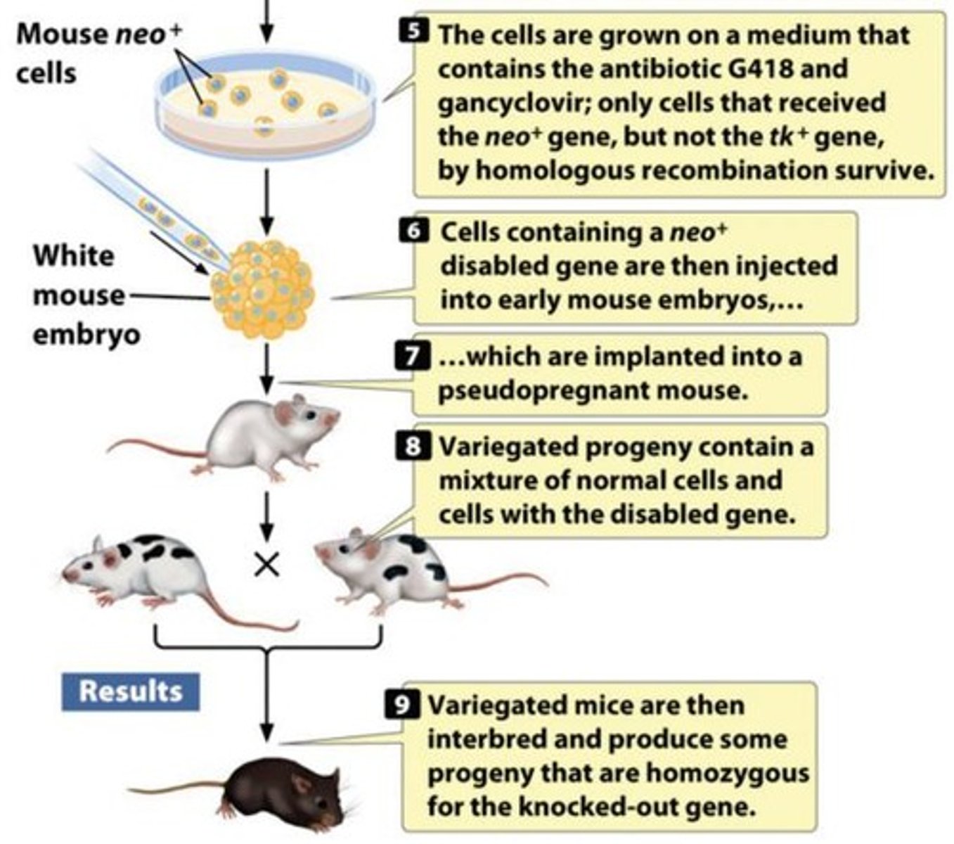 <p>1. A knockout occurs through homologous recombination. 2. Random integration of the entire plasmid vector occurs.</p>