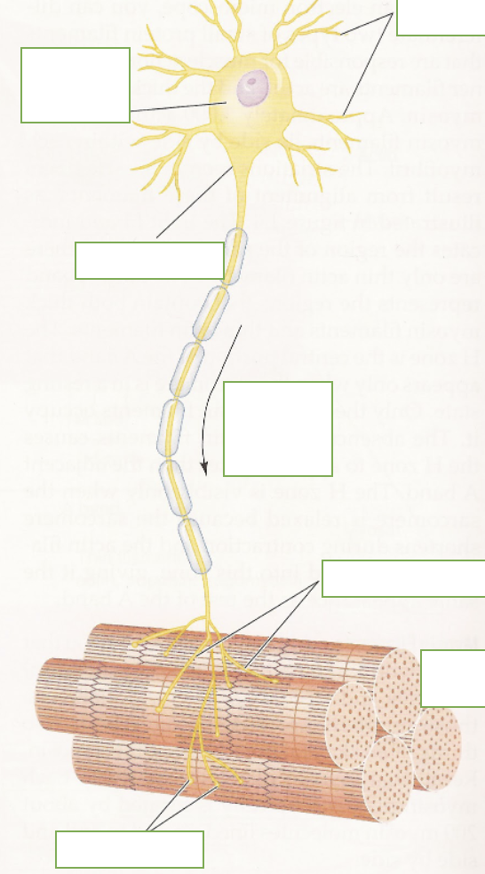 <p>label: alpha motor neuron (cell body), axon hillock, dendrites, direction of propagation of action potential, terminal branches, motor unit, motor end plate </p>