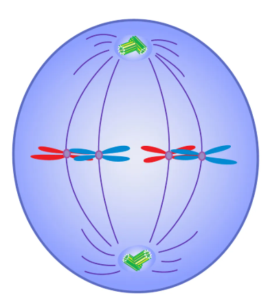 Metaphase