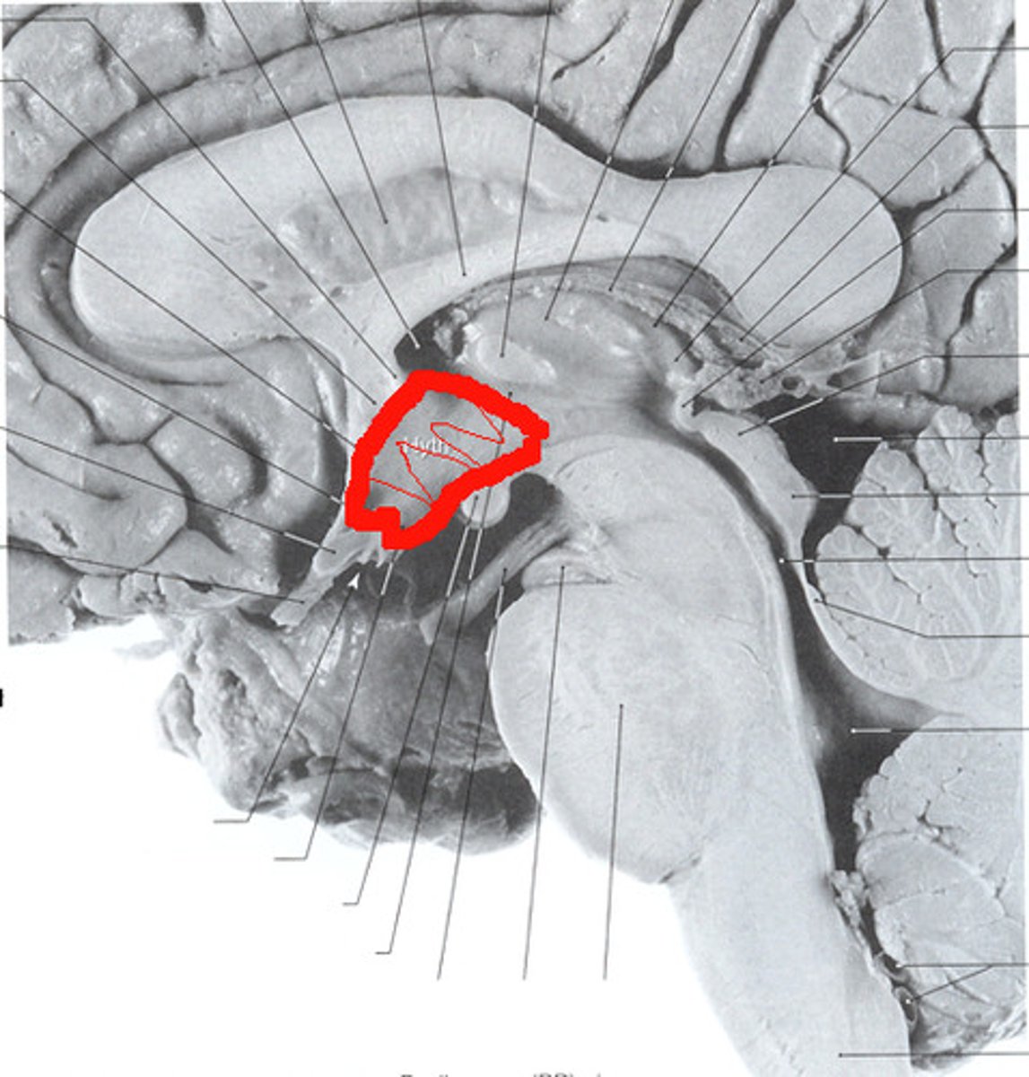 <p>Controls body temperature (the body's thermostat), circadian rhythms, and thirst and hunger.</p>