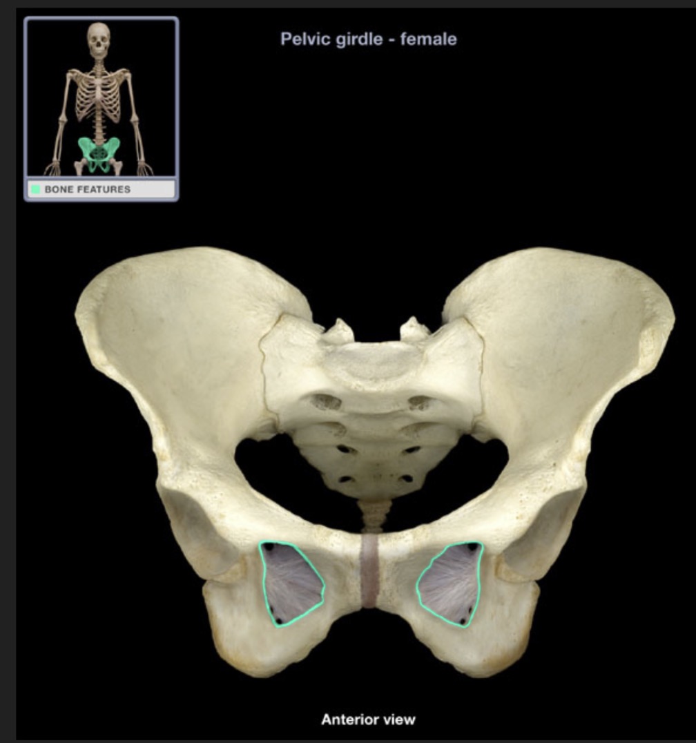 <p><span style="font-family: Arial, sans-serif; color: rgb(45, 59, 69)">large opening between ischium and pubis</span></p>