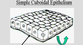 <p>epiteliu simplu cubic</p>