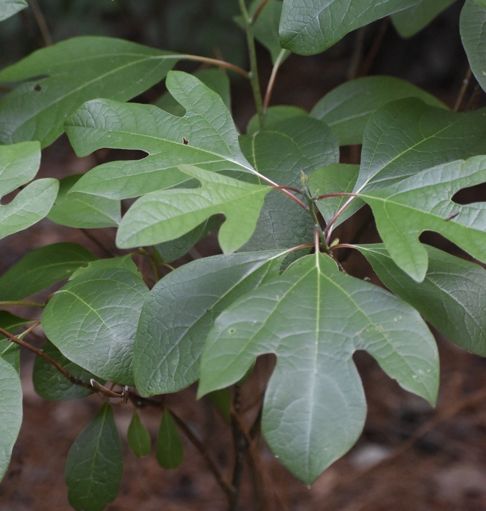 <p><em>Sassafras albidum</em></p>