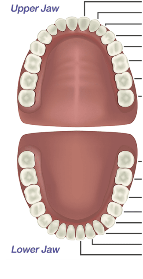 <p>Identify the types of teeth on this diagram. (options: incisors, canine, premolars, molars)</p>