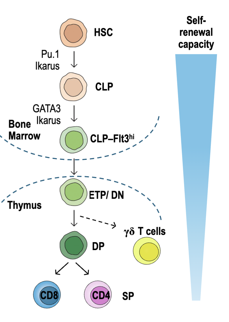 <ul><li><p><span><span>T cells are derived from a subset common lymphoid progenitors (</span><strong><span>CLP</span></strong><span>)</span></span></p><ul><li><p><span><span>High levels of </span><strong><span>Flt3</span></strong><span> (cytokine receptor)</span></span></p></li><li><p><span><span>Upregulate </span><mark data-color="yellow" style="background-color: yellow; color: inherit;"><span>L-selectin, CCR7 and CCR9</span></mark><mark data-color="#ffffff" style="background-color: rgb(255, 255, 255); color: inherit;"><span> (adhesion molecules) </span></mark></span></p></li></ul></li><li><p><span><span>Seed thymus and develop into early thymic precursors (</span><strong><span>ETPs/ DN</span></strong><span>): CD4-CD8-</span></span></p><ul><li><p><span><span>Expansion, T cell commitment, TCRβ𝛄δ rearrangements</span></span></p></li></ul></li><li><p><span><span>Double positive (</span><strong><span>DP</span></strong><span>): CD4+CD8+</span></span></p><ul><li><p><span><span>TCR⍺ rearrangements expressed</span></span></p></li><li><p><span><span>Positive and negative selection</span></span></p></li></ul></li><li><p><span><span>Single positive </span><strong><span>(SP</span></strong><span>): naïve CD4 or CD8 T cells → exit thymus and recirculate through lymphoid tissues</span></span></p></li></ul><p></p>