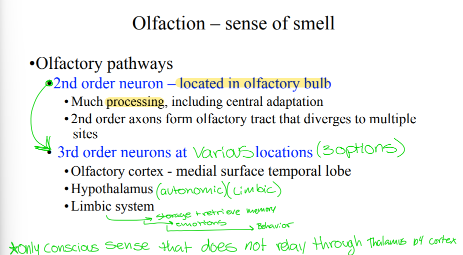 <p>Name &amp; describe the third step of the olfactory pathway. (such as where they are located, perhaps most importantly).</p>