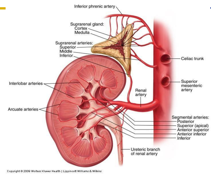 <p>Arterial Supply and Venous Drainage</p>