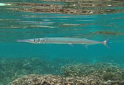 <p>like a Gar, very long &amp; skinny, pointed mouth with tiny teeth</p>