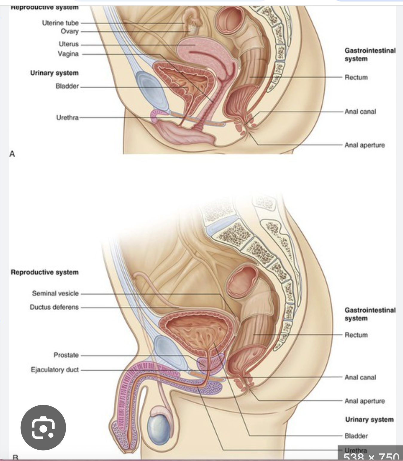 <p>female sphincter bulkier than male</p><p>anorectal angle not as acute in males as in female</p><p>anorectal canal: 4.4cm in men - 4cm</p>
