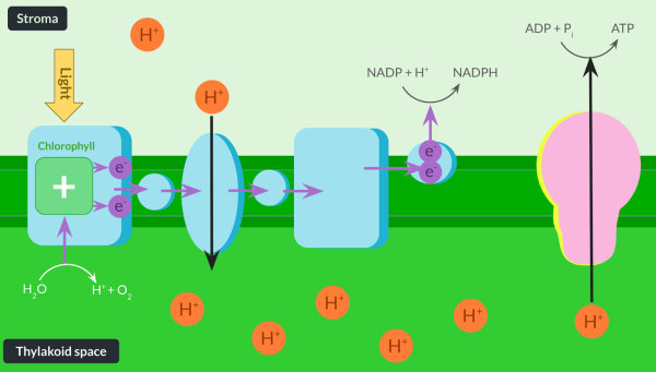 <p><span>Once light hits the leaf, it is absorbed by chlorophyll, which is contained in a protein complex in the membrane. This light energy is transferred to a pair of electrons, leaving the electrons in an excited state. This is called photoionisation. These electrons leave chlorophyll and are replaced by electrons from the splitting of water in a photolysis reaction.</span><br><br><span>The electrons that left chlorophyll move along a set of protein complexes and molecules in the membrane, called the electron transfer chain, via a series of oxidation-reduction reactions. These reactions release energy, which is transferred to a protein complex in the thylakoid membrane, which actively transports protons from the stroma into the thylakoid space.</span><br><br><span>This maintains the proton gradient which allows chemiosmosis to occur, where protons diffuse back into the stroma via an enzyme called ATP synthase. Chemiosmosis supplies the enzyme with energy to catalyse the reaction of ADP and PiPi​ to form ATP.</span><br><br><span>Electrons at the end of the electron transfer chain react with NADP and a proton to produce reduced NADP, an important molecule that is required for the light-independent reaction.</span></p>