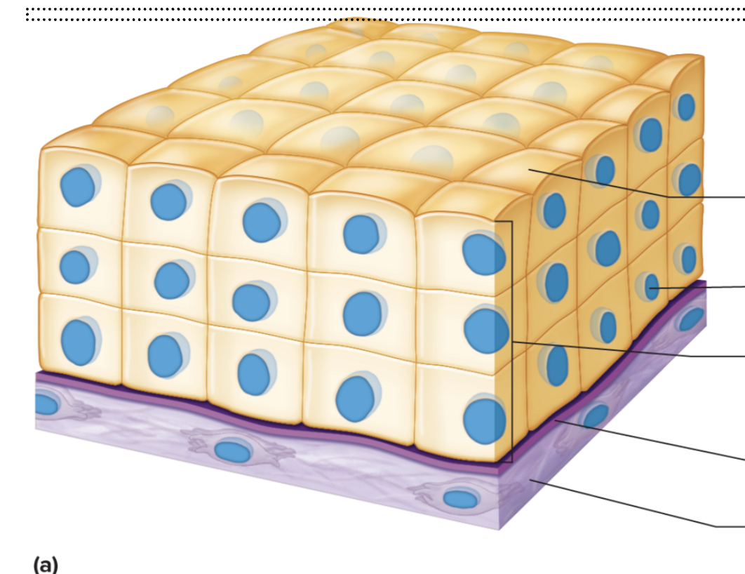<p>Function: Protection</p><p>Location: Linings of ducts of mammary glands, sweat glands, salivary glands, and pancreas</p>