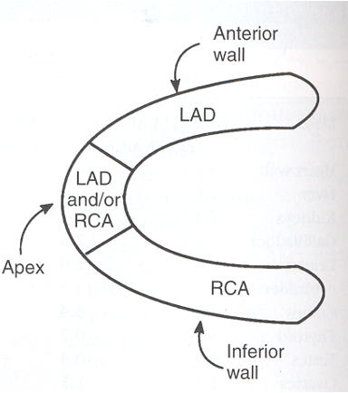 <p>What view of the heart is represented in this image?</p>