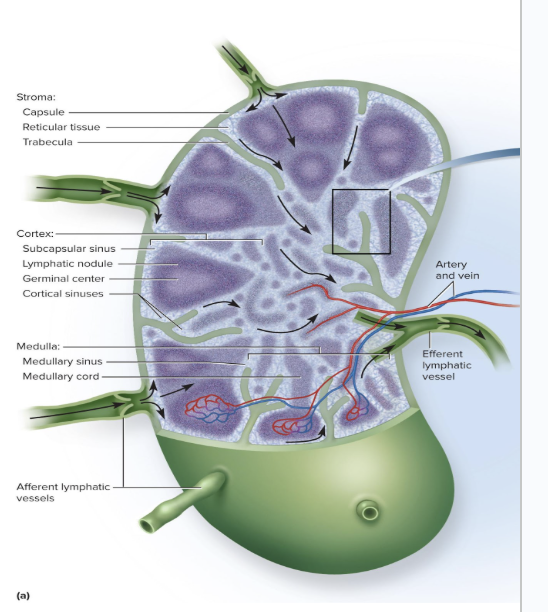 <ul><li><p>are the most numerous lymphatic organ</p><ul><li><p>About 450 in typical young adult</p></li></ul></li><li><p>Elongated, bean-shaped structure with hilum</p></li><li><p>has trabeculae that divide interior into compartments</p><ul><li><p>divided into cortex and medulla</p></li><li><p>Creates <u>germinal centers </u>where B cells multiply and differentiate into plasma cells</p></li></ul></li><li><p>Several <strong>afferent</strong> lymphatic vessels lead into the node along its convex surface</p></li><li><p>Lymph leaves the node through one to three <strong>efferent</strong> lymphatic vessels that leave the hilum</p></li></ul><p></p>