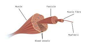 <p>Muscle fibres </p>