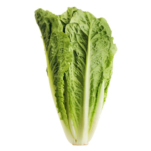 starts with a small white bulb at the bottom which branches into the stems for the layering leaves. It forms a kind of "V" shape because the leaves branch outwards. The leaves are yellow-green in color and the entire vegetable forms an oblong shape.