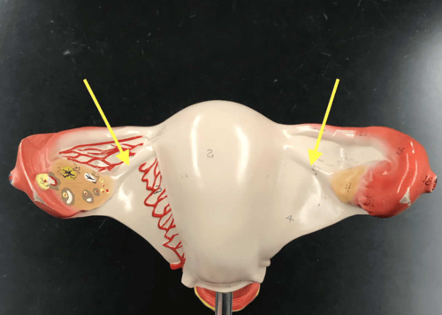 <p>attaches ovary to uterus</p>