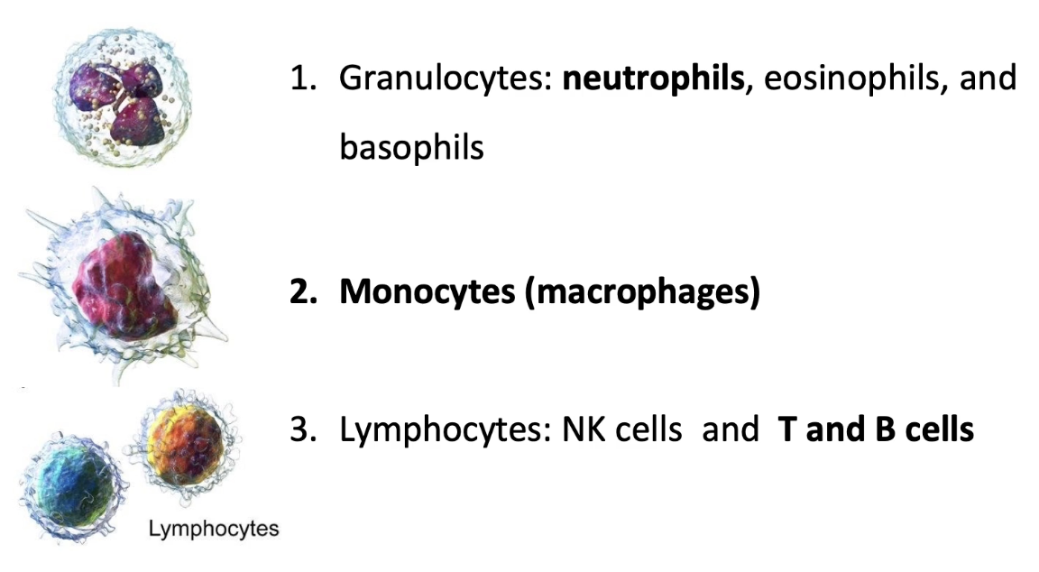 <ul><li><p><strong>1. Granulocytes </strong>(target pathogens)</p><ul><li><p>Include <strong>neutrophils</strong>, <strong>eosinophils</strong>, <strong>basophils</strong></p></li><li><p><strong>Neutrophils</strong>:</p><ul><li><p>Most abundant granulocyte</p></li><li><p>First responders to <strong>bacterial infections</strong> &amp; trauma</p></li><li><p>Undergo <strong>extravasation</strong></p></li></ul></li><li><p>Eosinophils &amp; basophils <strong>do not extravasate</strong></p></li></ul></li><li><p><strong>2. Monocytes</strong></p><ul><li><p>Differentiate into <strong>macrophages</strong></p></li><li><p>Perform <strong>phagocytosis</strong> (engulf bacteria, debris)</p></li><li><p><strong>Can undergo extravasation</strong></p></li></ul></li><li><p><strong>3. Lymphocytes</strong></p><ul><li><p>Include <strong>NK </strong>(natural killer)<strong> cells</strong>, <strong>T cells</strong>, <strong>B cells</strong></p></li><li><p>NK cells destroy <strong>virally infected &amp; tumor cells</strong></p></li><li><p>T/B cells produce <strong>antibodies</strong></p></li><li><p><strong>Can undergo extravasation</strong></p></li></ul></li></ul><p></p>