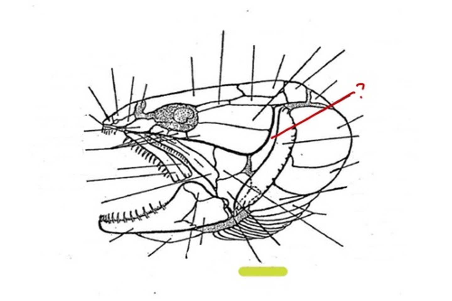 <p>What bone is this</p>