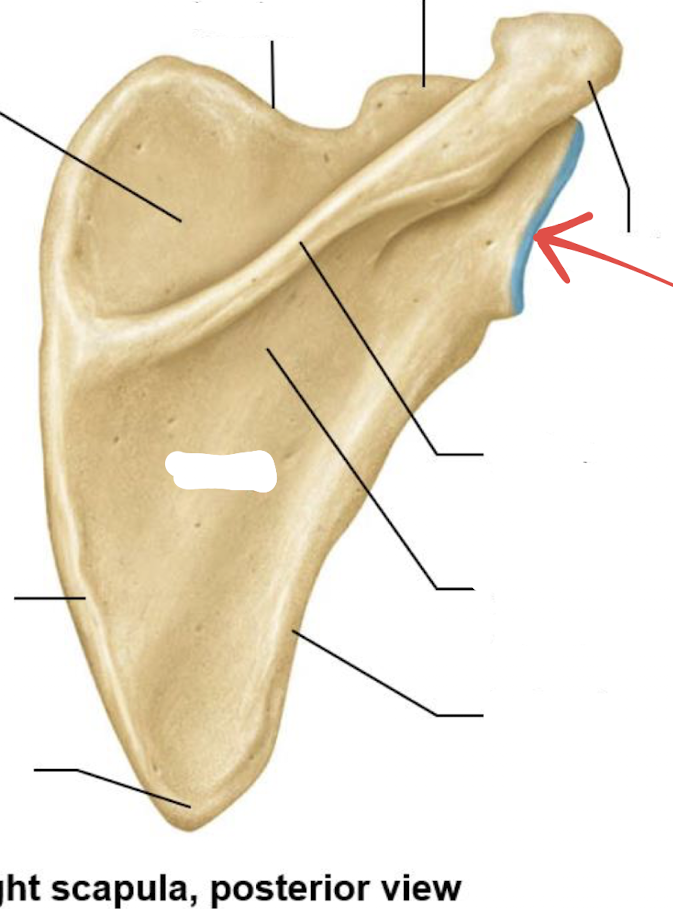 <p>what is this part of the scapula?</p>