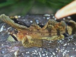 <p>Sailfin Sculpin</p>