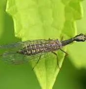 <p>Raphidiid Snakeflies</p>