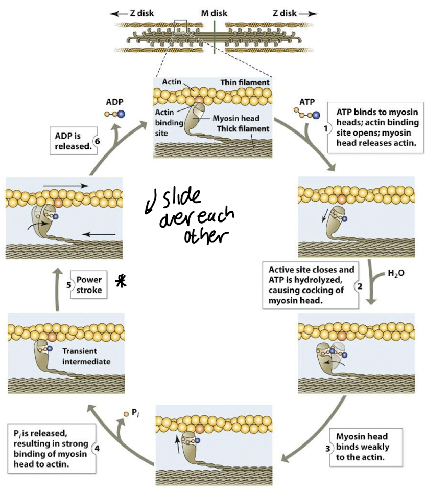 <p><strong><em>the movement of thick filaments </em></strong>(myosin) <strong><em>relative to thin filaments </em></strong>(actin)<strong><br><br>• The myosin head must repeatedly detach and then reattach itself at a new binding site on actin further along the thin filament.</strong></p><p><strong>•Ca<sup>2+</sup> ions from the Sarcoplasmic Reticulum bind to troponin, pulling tropomyosin off the binding sites.</strong></p><p><strong>• MH 1st <u>bind weakly to actin forming a cross-bridge</u>, </strong><em>when Pi is released,</em> <strong>strong binding occurs &amp; the MH pulls strongly onto actin<mark data-color="#e3f3e7" style="background-color: #e3f3e7; color: inherit"> creating a power stroke </mark></strong></p><p><strong><br>• Contractile force is provided by ATP hydrolysis, </strong>which breaks the cross-bridge &amp; resets the MH to their original position, <strong>ADP is released</strong> <strong>(chemical energy -&gt; mechanical energy</strong></p><img src="https://knowt-user-attachments.s3.amazonaws.com/07f99218-f8c3-4fd7-bc21-24fa236cc75e.png" data-width="100%" data-align="center" alt=""><p></p>