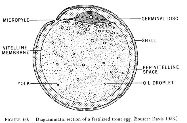<p>How many ways can sperm enter a rainbow trout egg?</p>