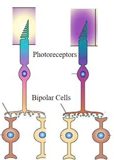 <p>When photons (light) hit a photoreceptor, photoactivation begins</p><ul><li><p>Literally means activated by light</p></li></ul><p>Work via graded potentials</p><ul><li><p>The more depolarized the cell is, the more neurotransmitter it releases</p><ul><li><p>When more hyperpolarized, photoreceptors release less glutamate to bipolar cells</p></li><li><p>When more depolarized, photoreceptors release more glutamate to bipolar cells</p></li><li><p>Light hyperpolarizes the photoreceptor</p></li></ul></li><li><p>Photoreceptors release glutamate, a neurotransmitter</p></li></ul>