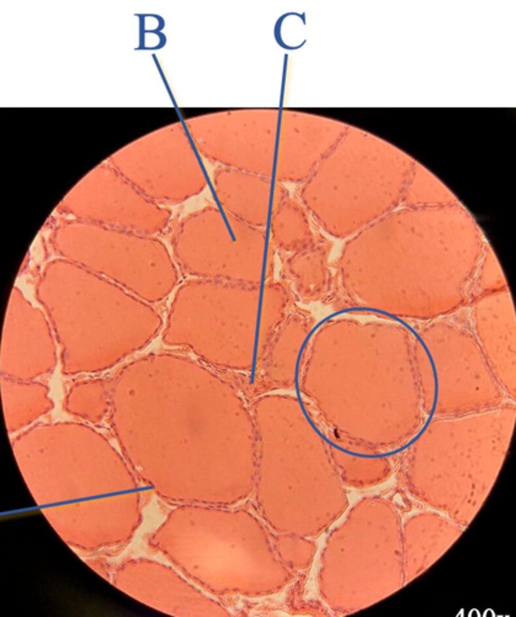 <p>Name a product of the cells at "C"</p>