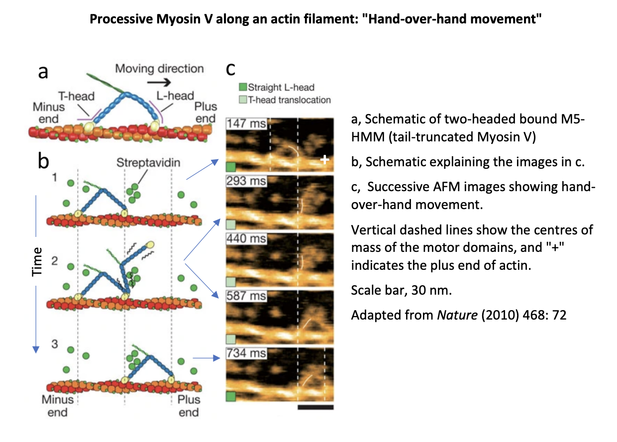 <p>Example of imaging myosin V by AFM</p>