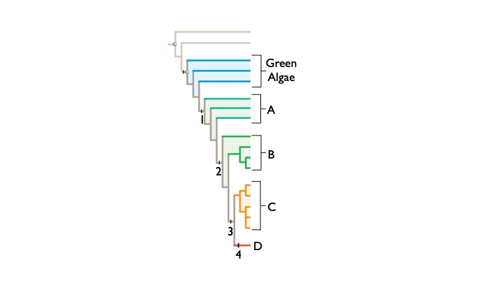 <p><span>Which of the following first appeared on the branch labeled by number 3?</span></p><p><span>a) non-motile sperm</span></p><p><span>b) all answers are true </span></p><p><span>c) has megasporangia </span></p><p>d) seeds</p>