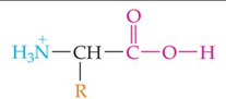 <p>Form: </p><p>NH<sub>2</sub> &amp; COOH groups: </p><p>Condition [H<sup>+</sup>]: </p><p>Charge: </p>