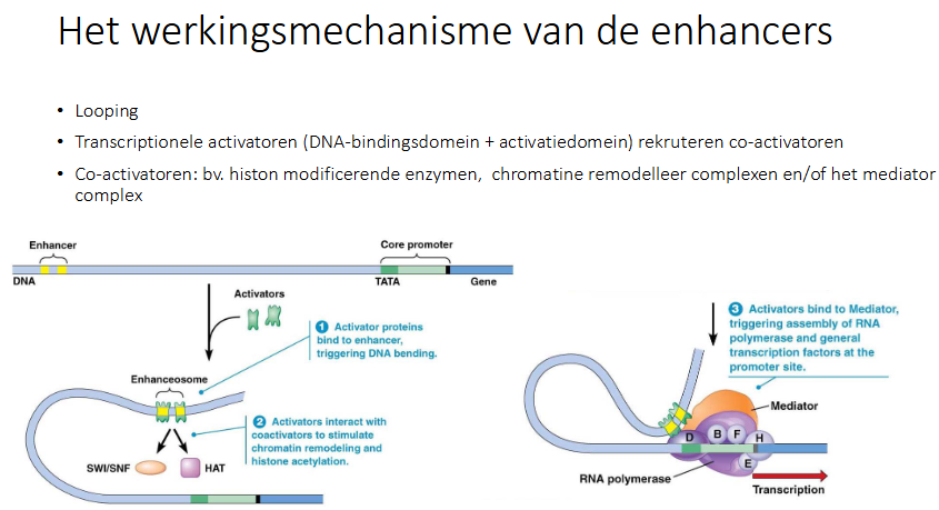 <ul><li><p>Looping: ze vormen een lus, waardoor iets da heel ver van de promotor ligt deze toch kan regelen (insulators bepalen dan welke promotors al dan niet geregeld worden door de enhancer) doordat de transcriptionele activatoren via hun DNA bindend domein op de enhancer gaan zitten</p></li><li><p>transcriptionele activatoren (DNA-bindingsdomein en activatiedomein) rekruteren co-activatoren (deze binden niet rechtstreek aan DNA want hebben geen DNA bindingscapaciteit)</p></li><li><p>co-activatoren (bv histon modificerende enzymen, chromatine remodelleer complexen en / of mediator complex)</p></li><li><p>de activatoren binden een mediator complex dat rechtstreeks bindt op de activatoren en de algemene transcriptie factoren</p></li></ul><p></p>