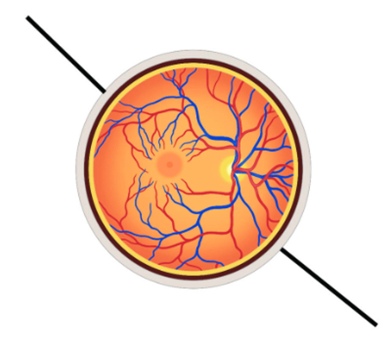 <p>Identify structure.</p>