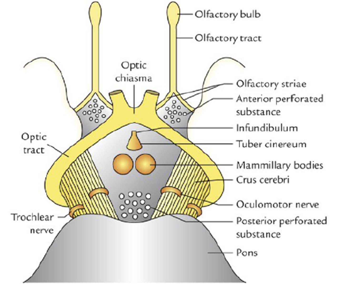 <p>- dolną powierzchnią podwzgórza</p><p>- skrzyżowanie wzrokowe, guz popielaty z lejkiem i przysadką, ciało suteczkowate</p>
