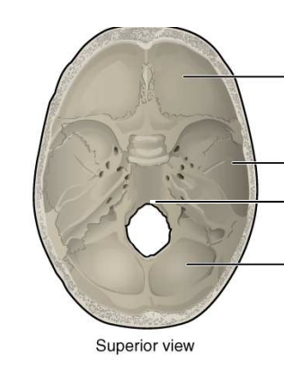 <p>a large, oval-shaped opening in the occipital bone of the skull that the spinal cord passes through when exiting the cranial cavity</p>