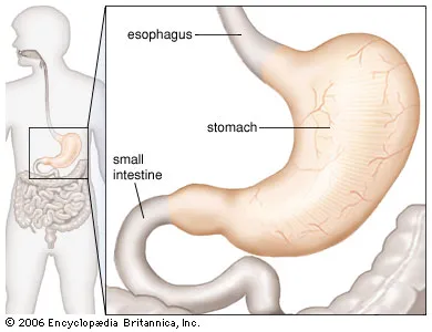 <p>part of the digestive tract, it stores and breaks up food and absorbs water and minerals </p>