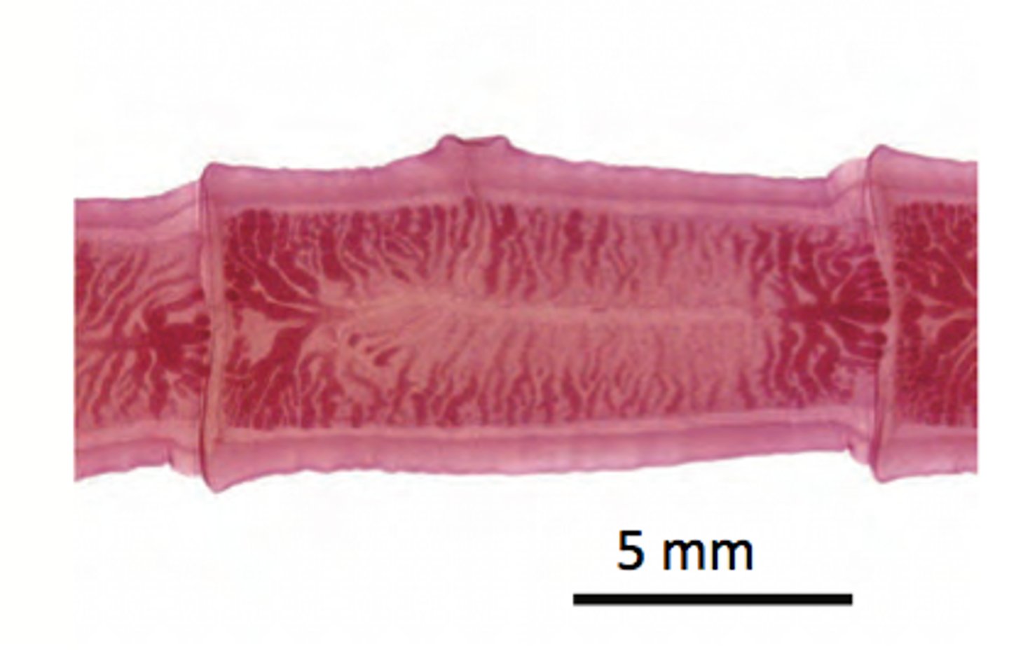 <p>contains eggs</p>