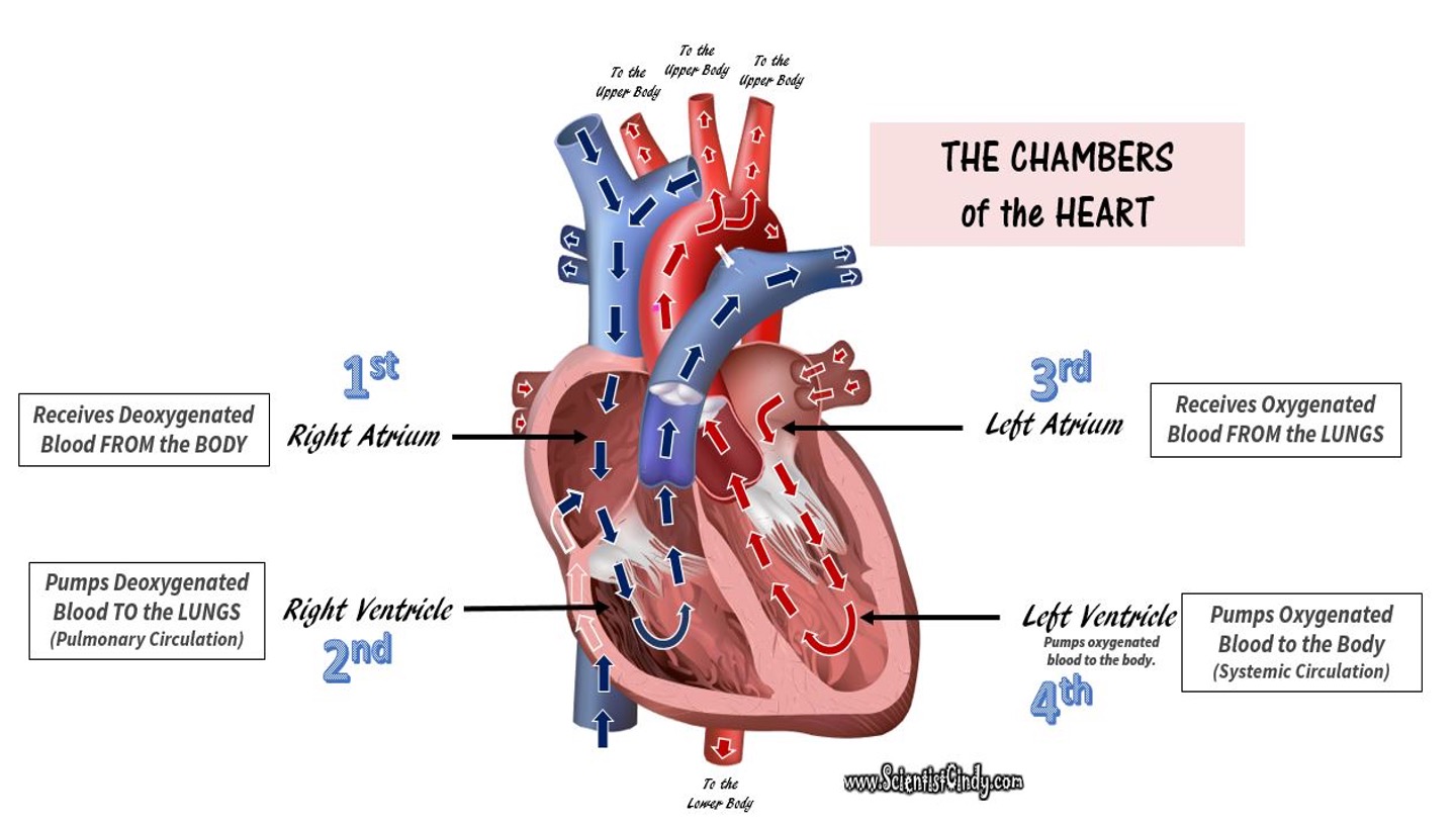 <p>The heart chamber</p>