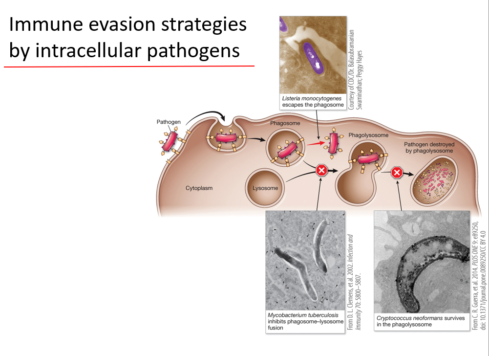 <p>Intra:</p><ul><li><p>Escape phagosome and survive in cytosol of phagocyte</p></li><li><p>Prevent phagosome-lysosome fusion</p></li><li><p>Survive in phagolysosome w/o being digested</p></li></ul><p></p>