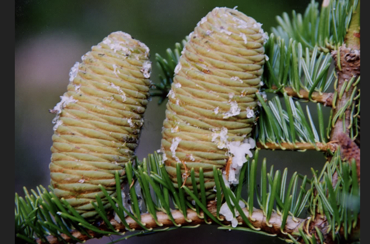<p>identify by cones (they can be darker in color, or green if young)</p>